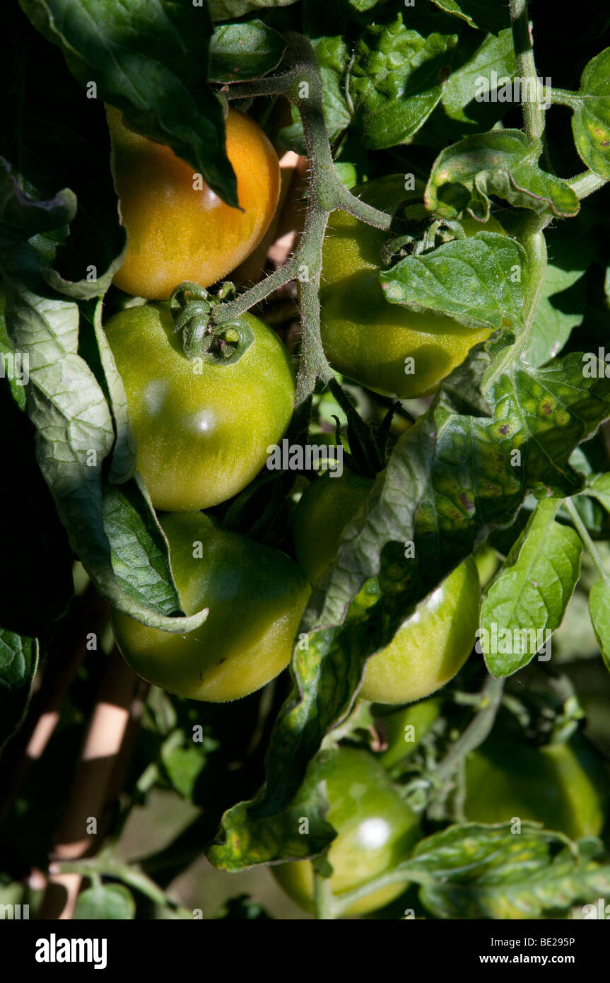 Quasi i pomodori maturi crescente nella vite in un giardino. Foto Stock