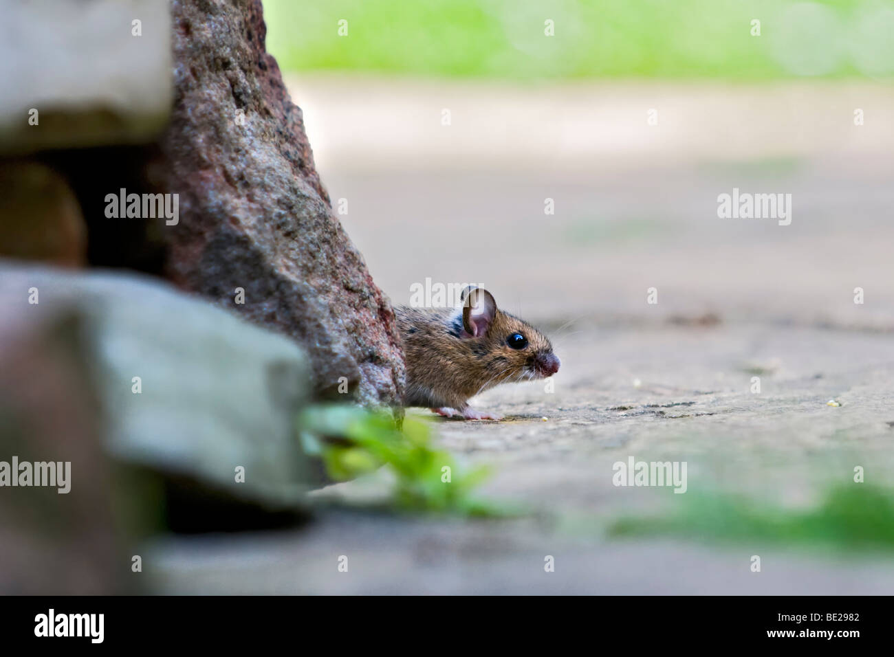 Mouse di legno, noto anche come campo o long-tailed mouse cautamente proveniente da sotto la pila di rocce di alimentazione Foto Stock