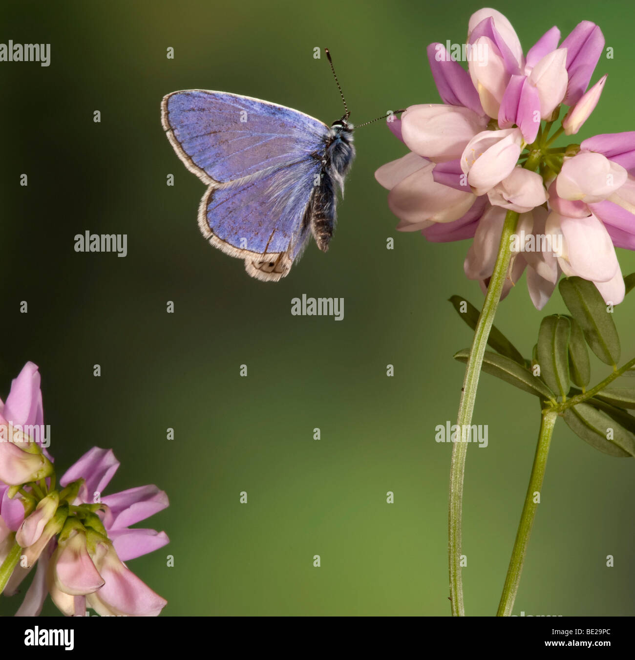 Comune di Blue Butterfly Polyommatus icarus maschio in volo ad alta velocità tecnica fotografica Foto Stock