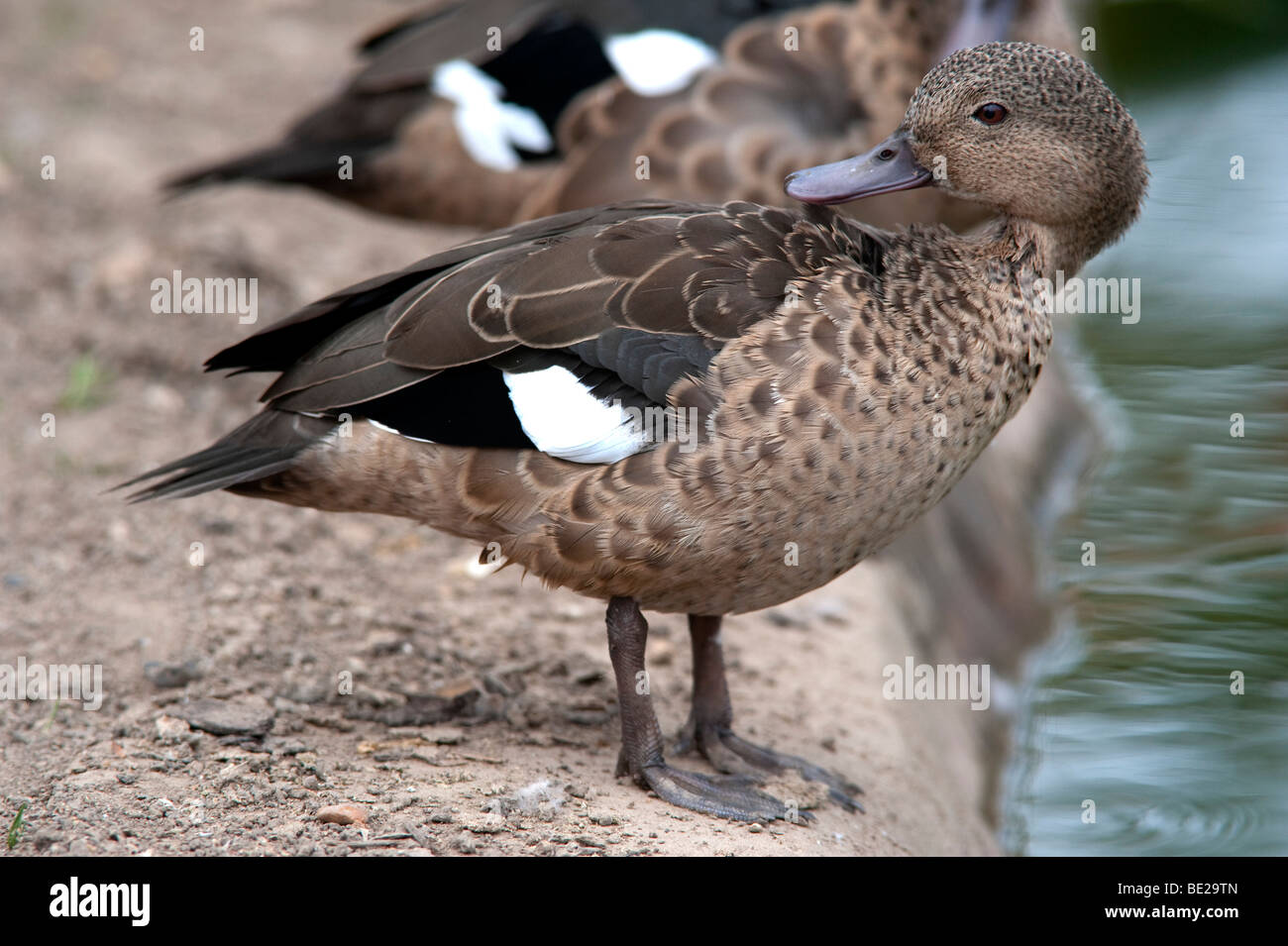 Madagascar Teal Anas bernieri permanente al bordo delle acque preening piume in via di estinzione Lista Rossa IUCN Appendice CITES II duck Foto Stock