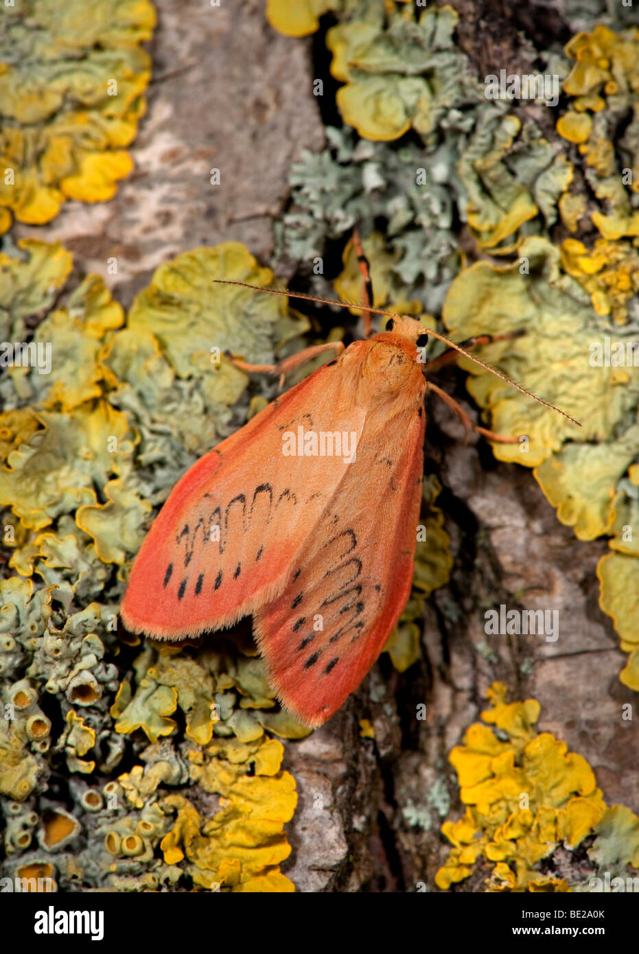 Rosy un fante Moth Miltochrista miniata su lichen coperto tronco di albero. Foto Stock