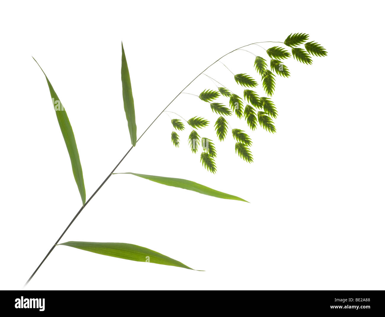 In estate, infiorescenze del Mare del Nord di avena (Chasmanthium latifolium). Infiorescenze d'avoine sauvage, en été. Foto Stock