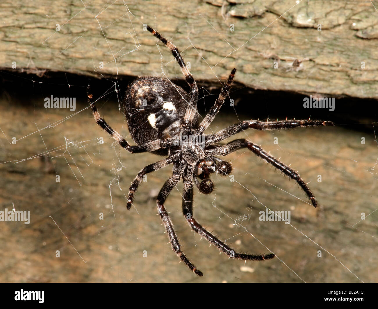Noce Orb Weaver Spider nuctenea umbratica nocturnat sul pannello di recinzione in giardino Foto Stock