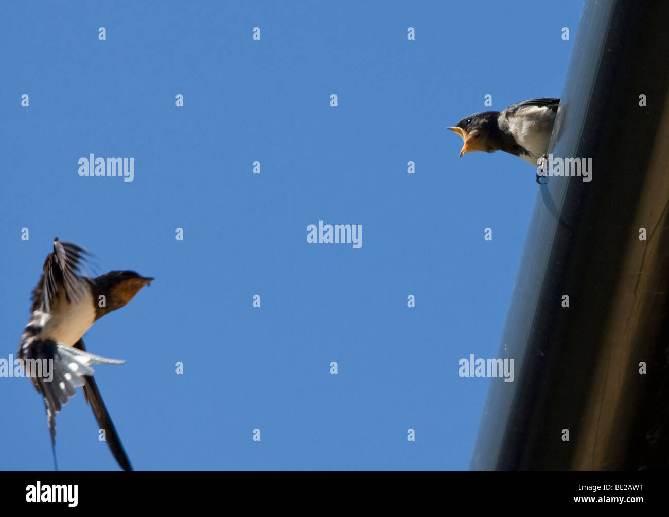 Adulto Barn Swallow (Hirundo rustica) alimentazione di un giovanissimo schiusi. Foto Stock