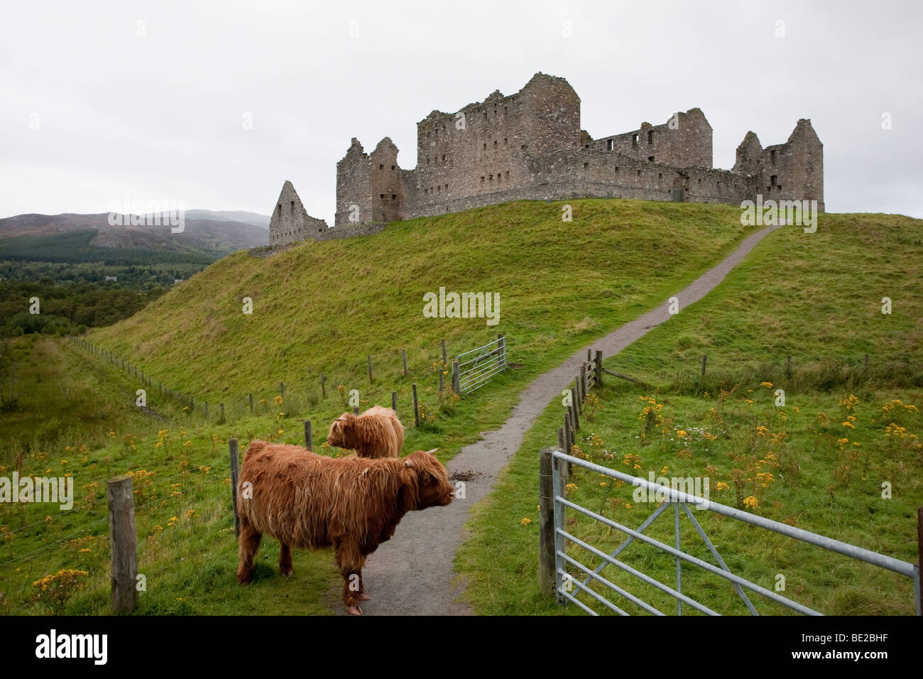Highland bestiame al Ruthven caserma. Vicino a Kingussie, Scozia Foto Stock