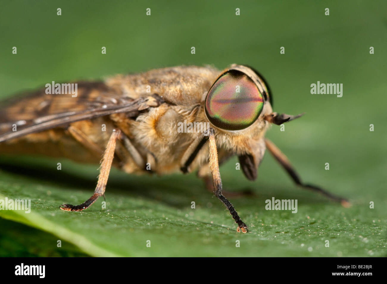 Horse Fly Tabanus bromius macro close up mostrando grande occhio composto Foto Stock
