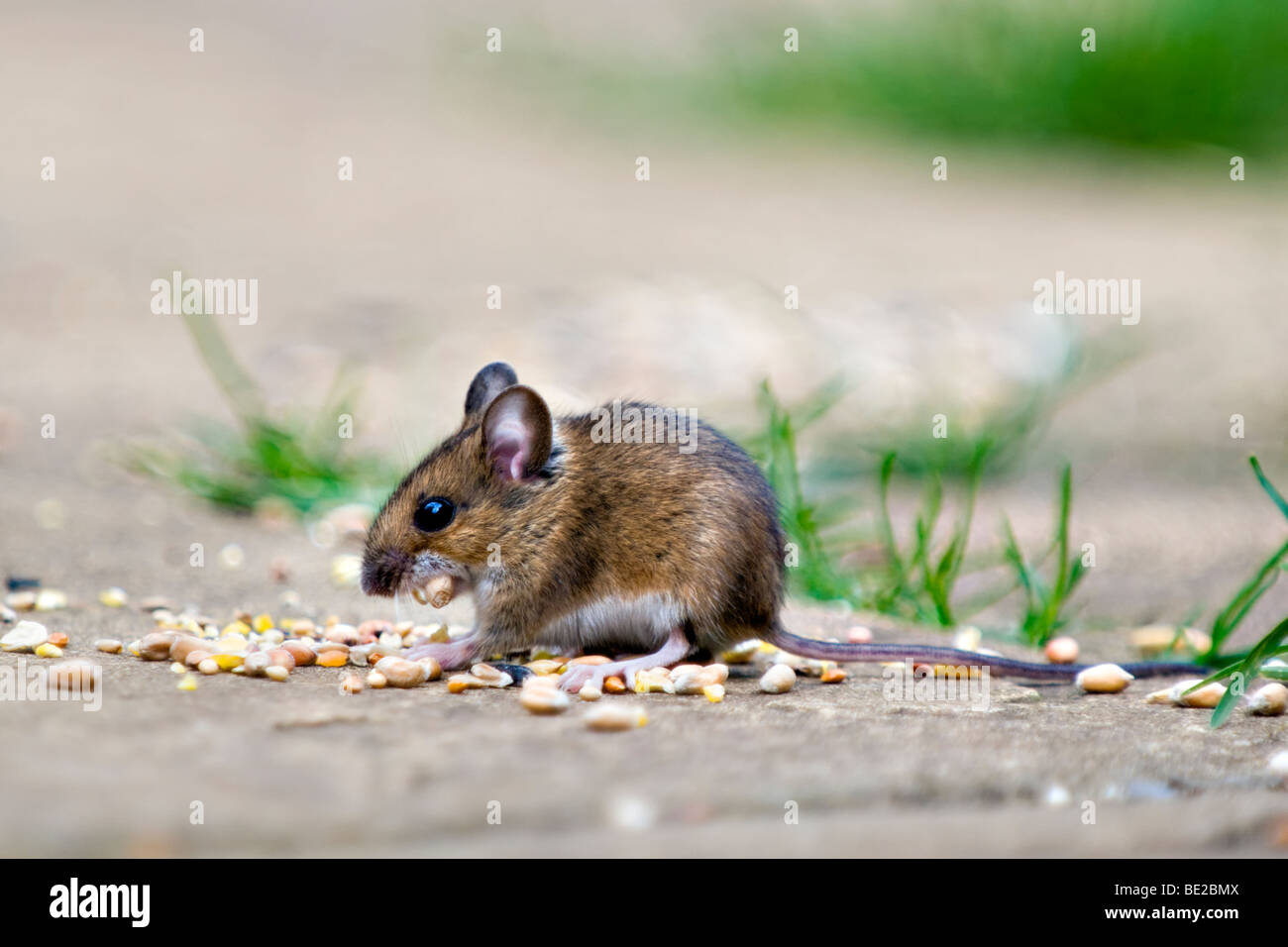 Mouse di legno, noto anche come campo o long-tailed mouse mangiare semi di uccello sul patio nel giardino con bocca farciti con semi Foto Stock