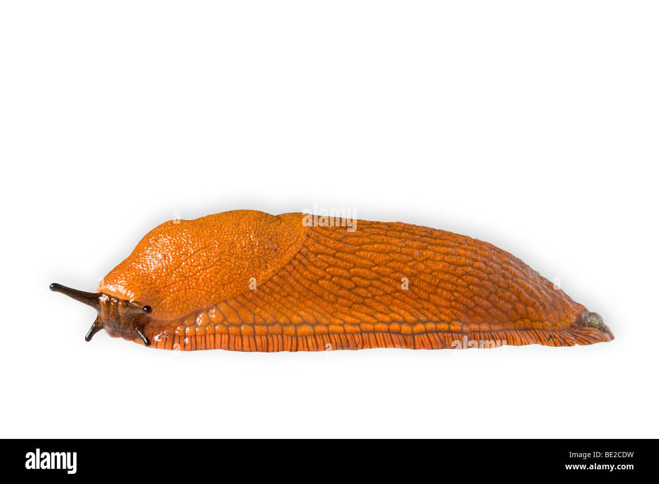 Un rosso slug (Arion rufus) fotografato in studio. Limace rouge (Arion rufus) photographiée en studio. Foto Stock