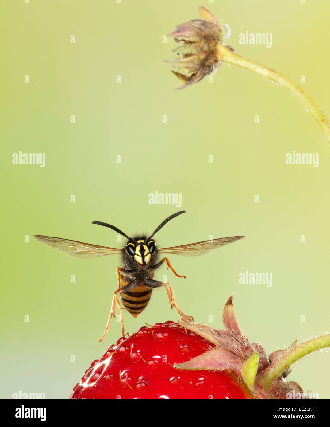 Norwegian Wasp Vespula norvegica in volo su frutta fragola il volo libero ad alta velocità tecnica fotografica Foto Stock