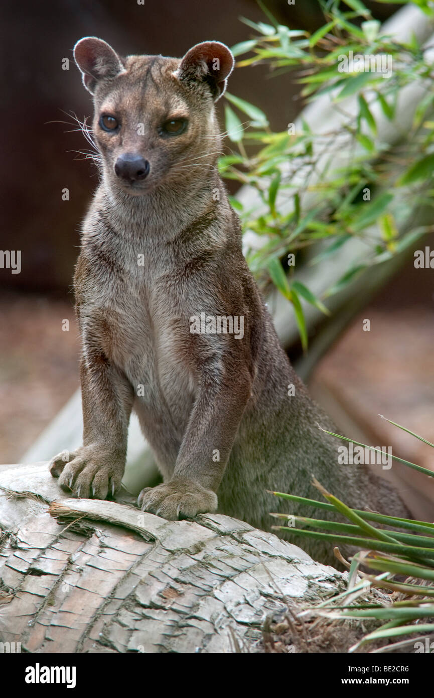 Fossa Cryptoprocia ferox minacciate di estinzione CITES APPENDICE II più grande mammifero carnivoro del Madagascar in piedi sul registro captive endemiche Foto Stock