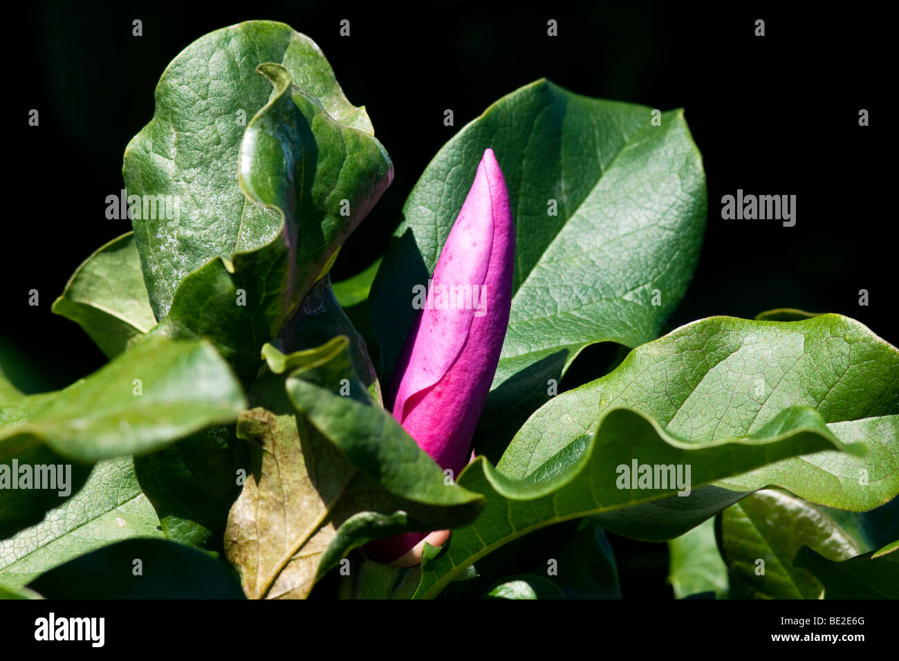 Un viola piattino Magnolia bud. Girato in autunno. Foto Stock