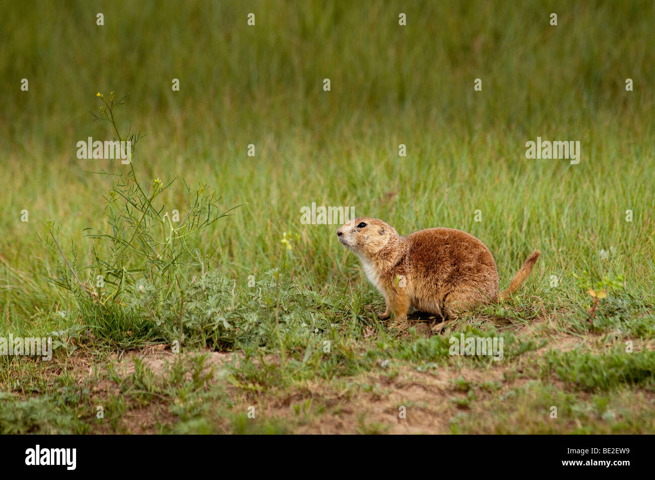 Nero-tailed cane della prateria del Wyoming Foto Stock