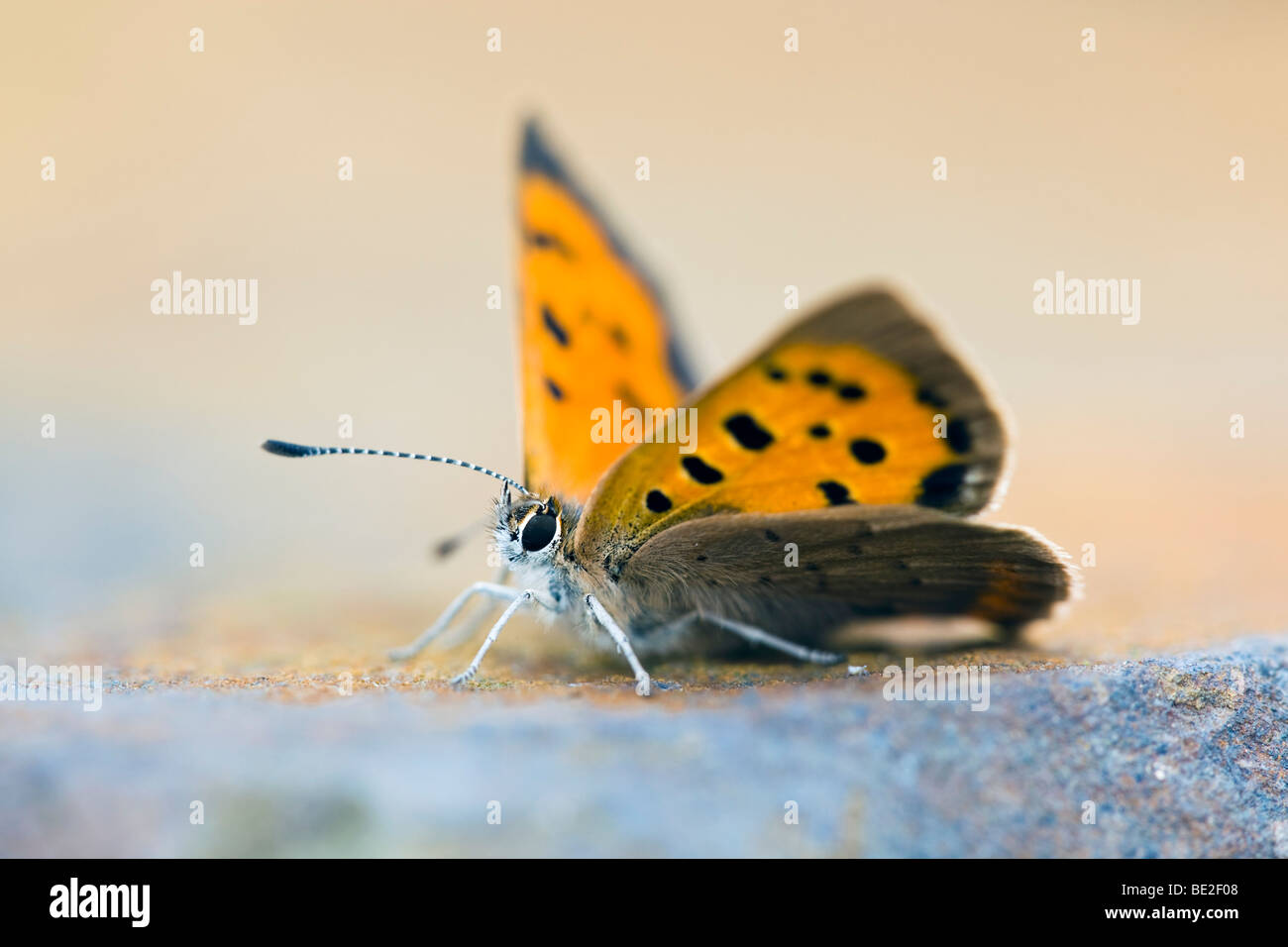 Piccolo rame; farfalla Lycaena phlaeas; su roccia Foto Stock