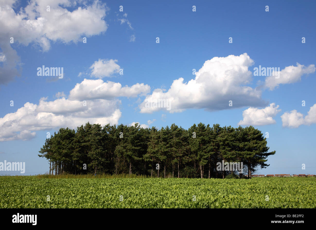 Intrico di alberi in un campo. Foto Stock