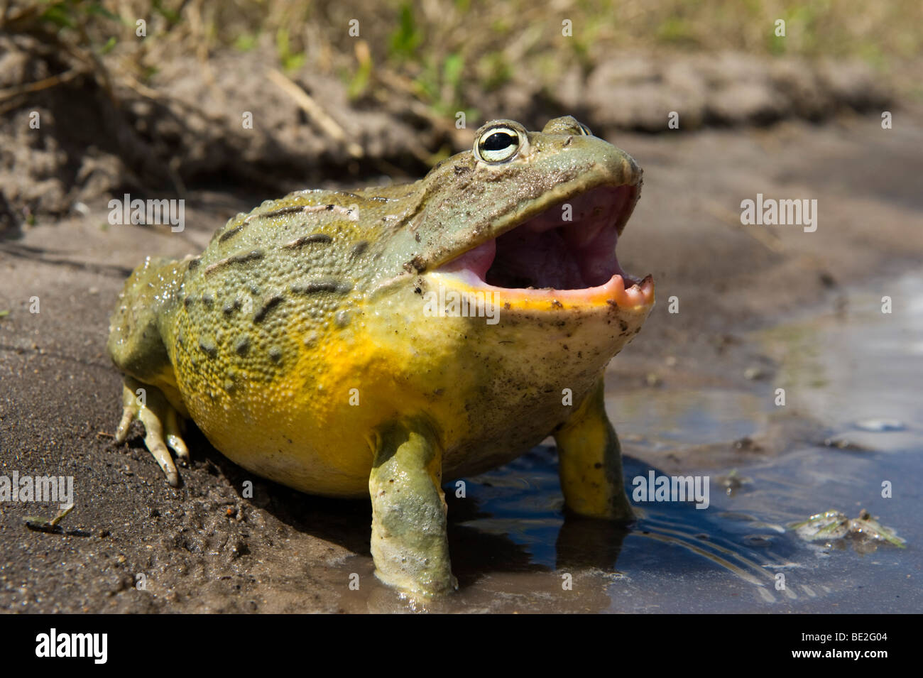 African bullfrog (Pyxicephalus adspersus), Central Kalahari Botswana Foto Stock