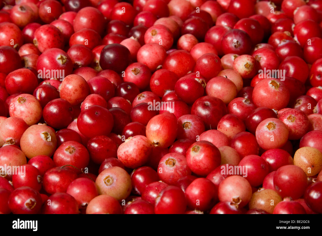 Ripe rosso cranberries close-up, Freschezza pura Foto Stock