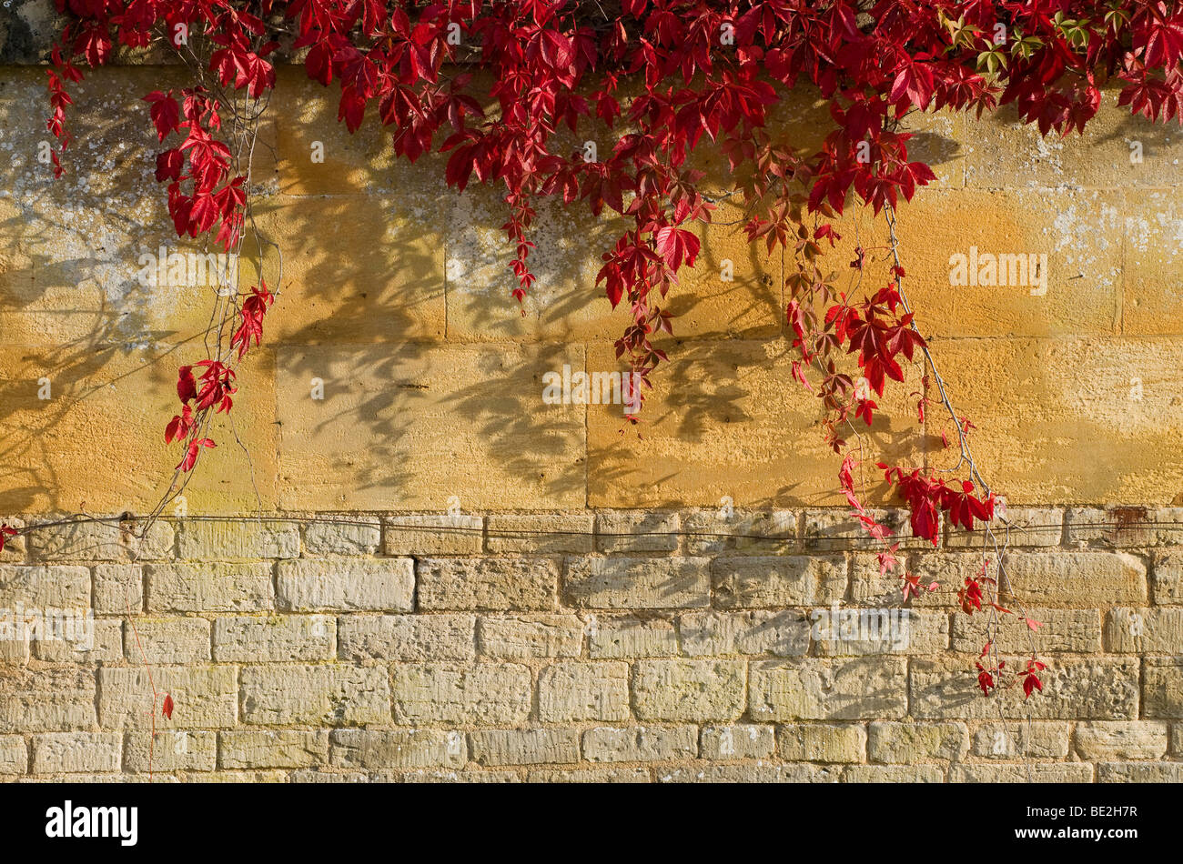Aceri rossi su cotswold muro di pietra Foto Stock