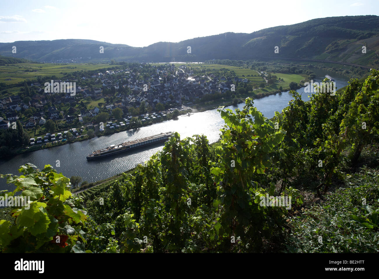 Vigneti sul fiume Moselle vicino Puenderich, Renania-Palatinato, Germania, Europa Foto Stock
