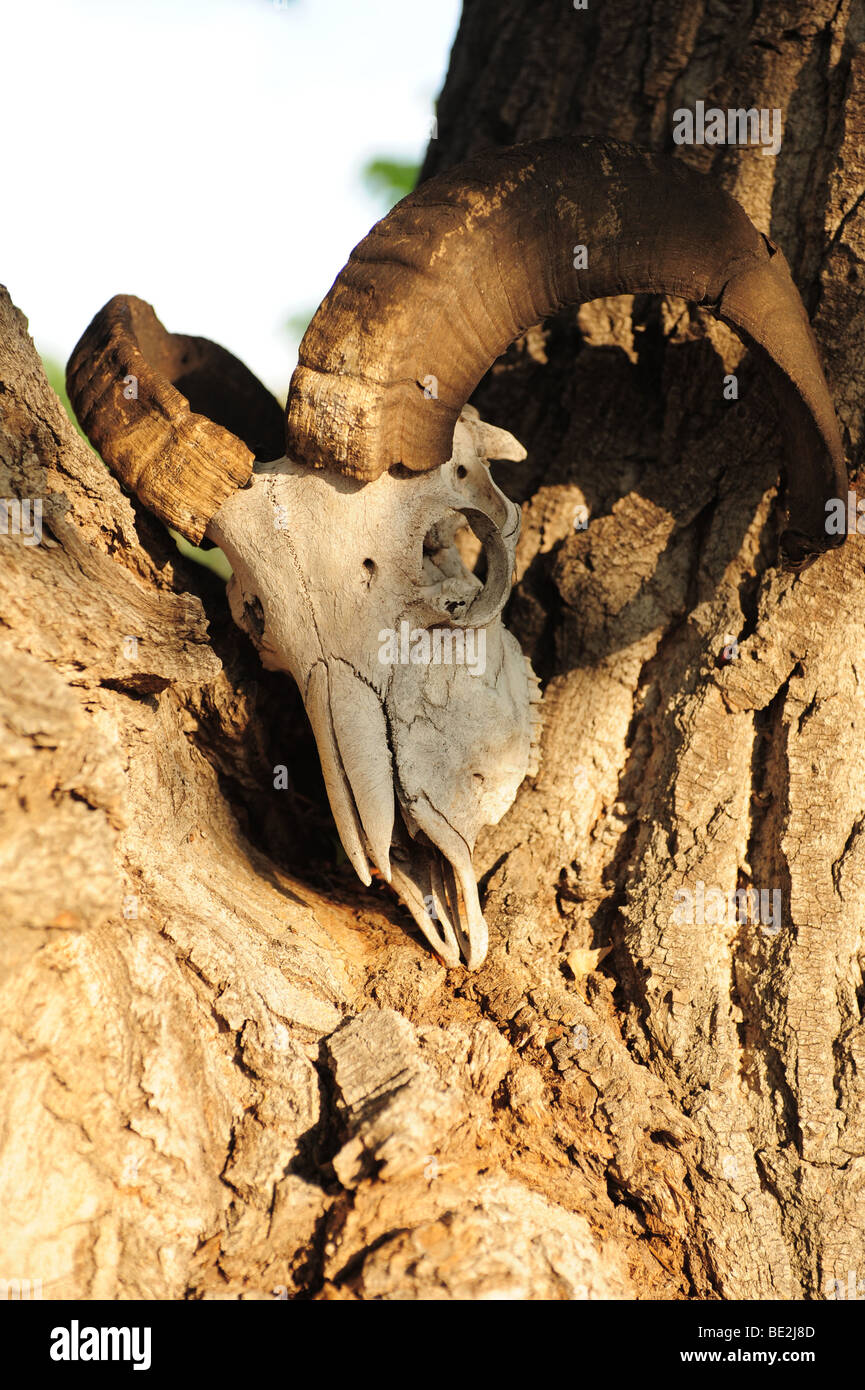 Stati Uniti d'America Albuquerque, New Mexico - una ram del cranio collocati in una struttura ad albero Foto Stock