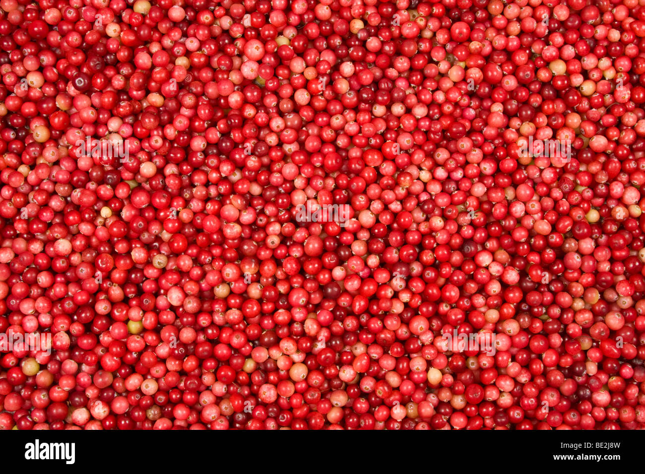 Ripe rosso di mirtilli rossi selvatici, pura freschezza Foto Stock
