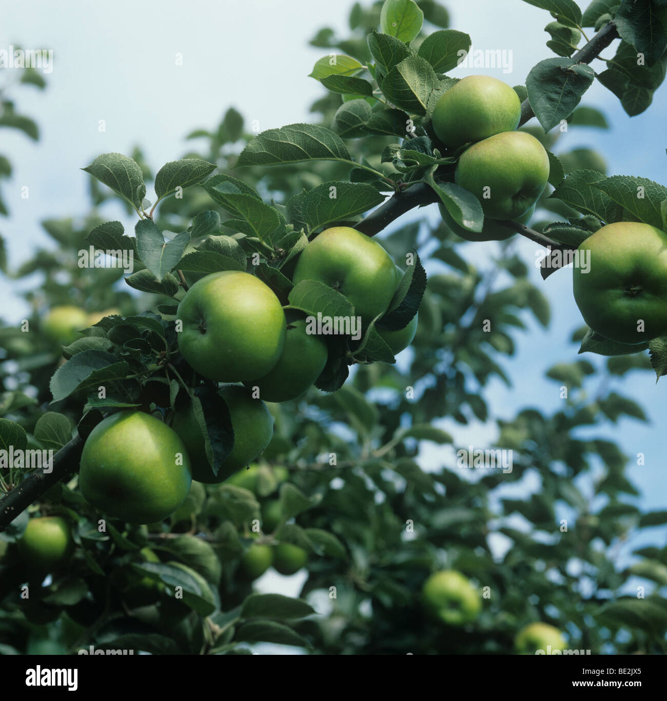 Coppia Bramley Piantina frutto di apple sull'albero, Norfolk Foto Stock