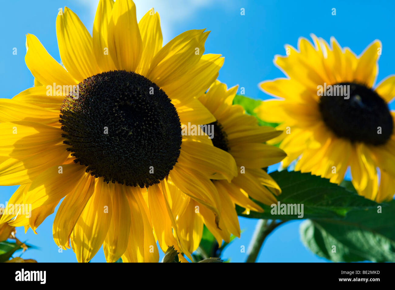 Luminoso giallo dei girasoli con centri scuro contro un luminoso cielo blu preso in estate Foto Stock