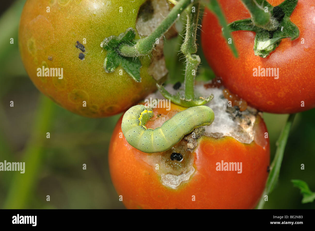 La tignola del pomodoro (Lacanobia oleracea) caterpillar sui danni pomodoro maturo frutta Foto Stock