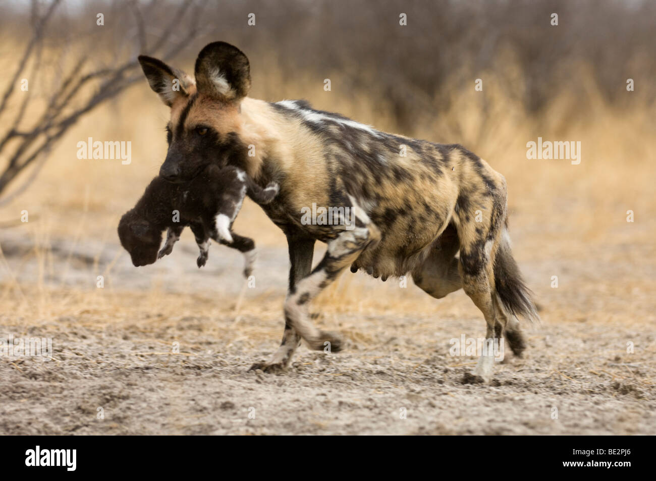 Cane selvatico che trasportano un cucciolo alla den (Lycaon pictus), Central Kalahari Botswana Foto Stock