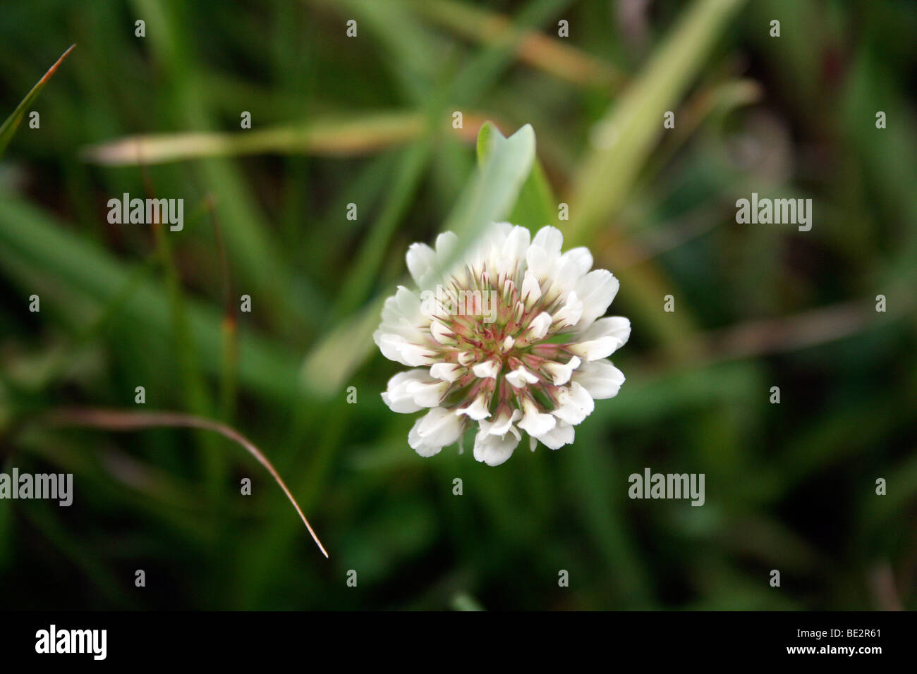 Piccolo trifoglio bianco, Trifolium repens Foto Stock