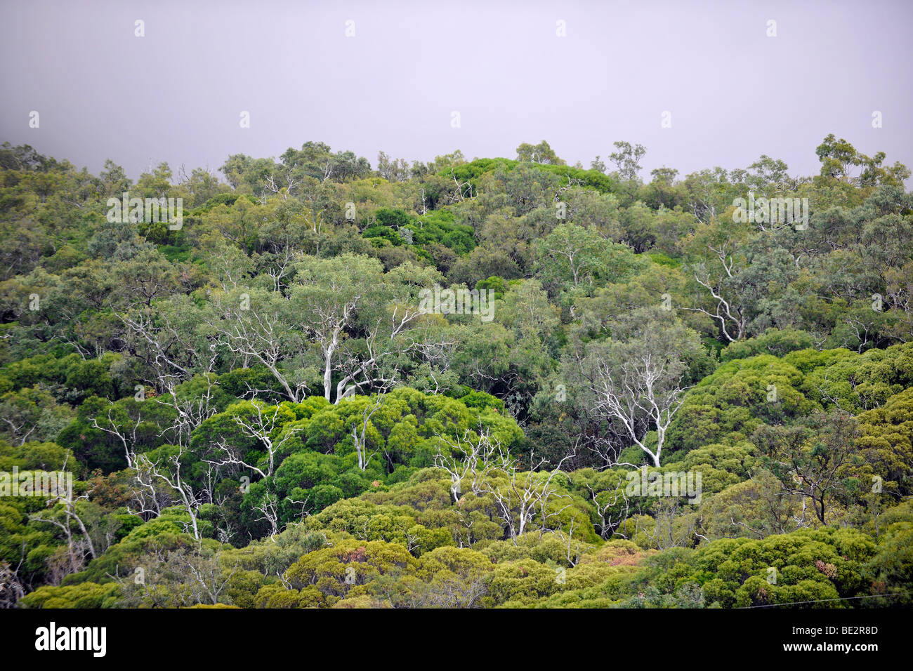 La foresta pluviale tropicale, Parco Nazionale Daintree, Queensland, Australia Foto Stock