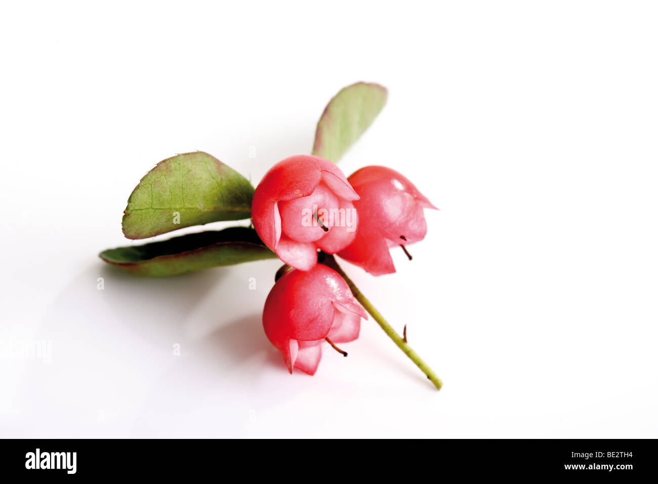 Teaberry orientale, Checcurberry, Boxberry o American wintergreen (Gaultheria procumbens) Foto Stock