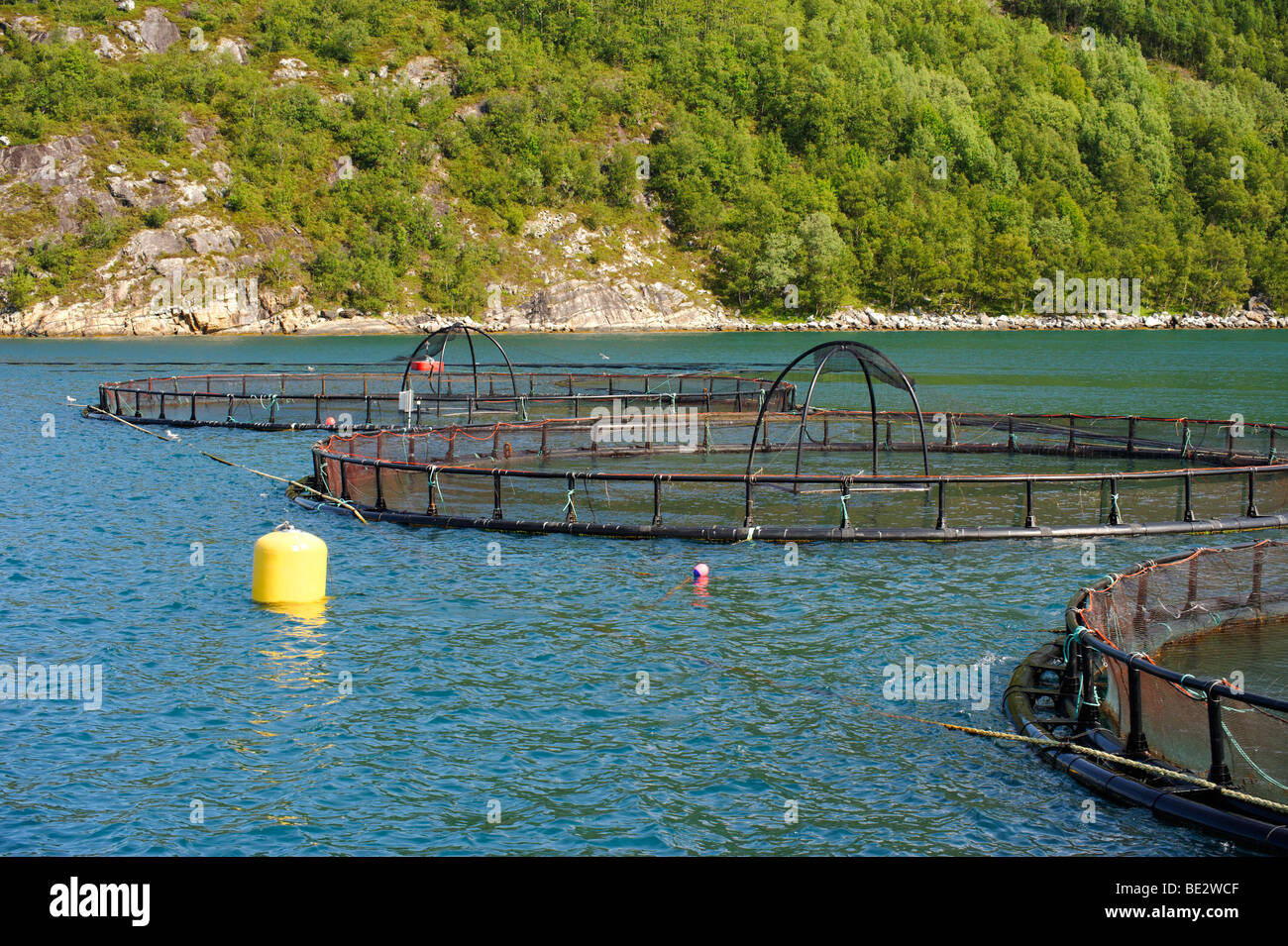 Allevamento di salmoni, Holandfjord, Norvegia, Scandinavia, Europa Foto Stock