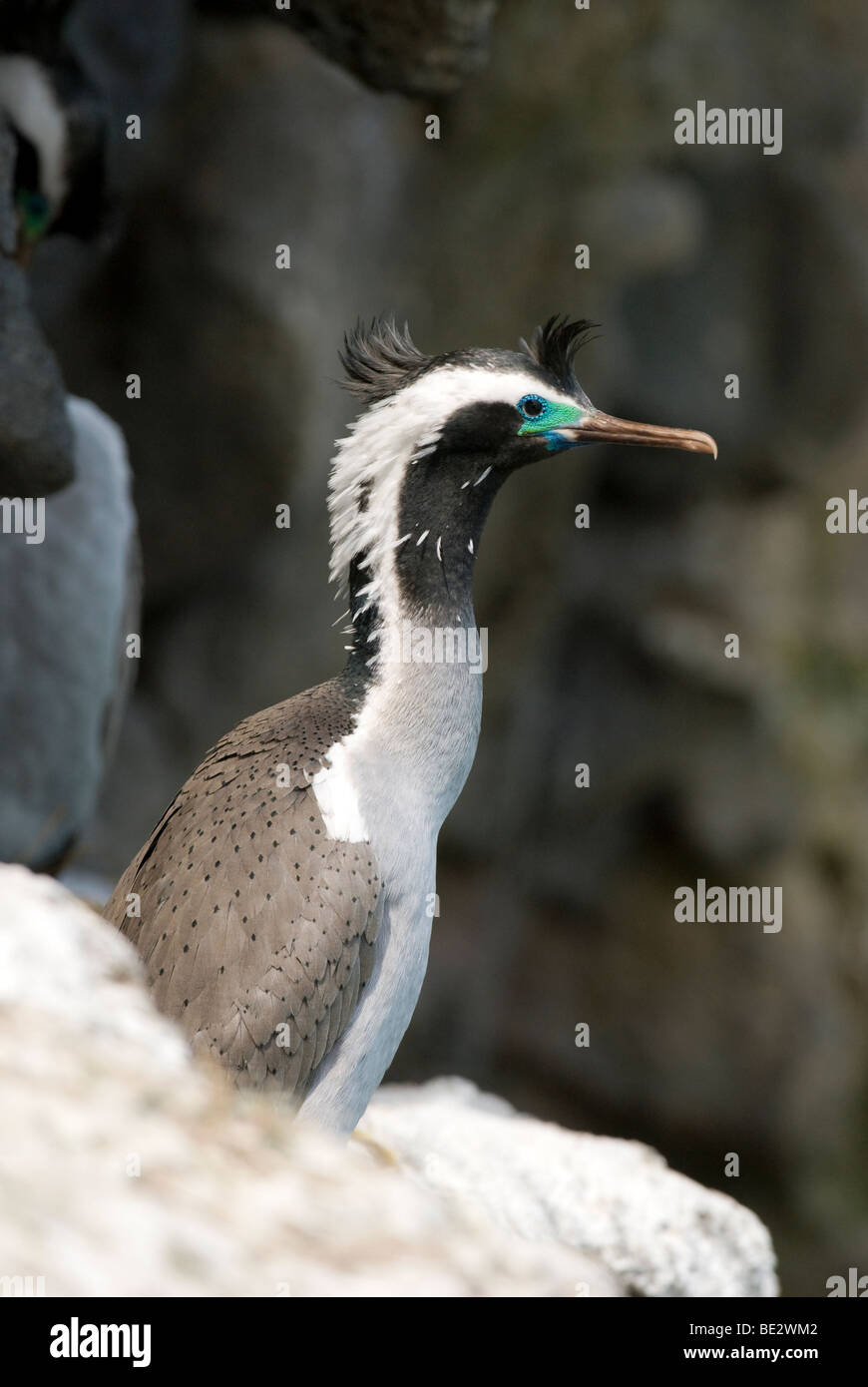 Nuova Zelanda spotted shag Foto Stock