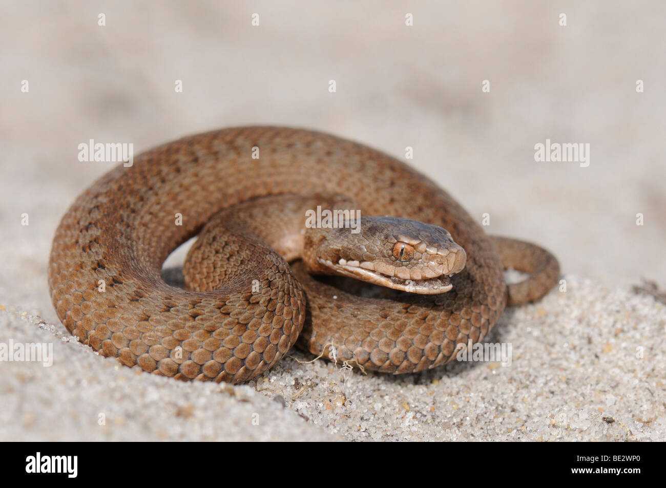 I giovani europei sommatore (Vipera berus), circa 15 cm di lunghezza Foto Stock