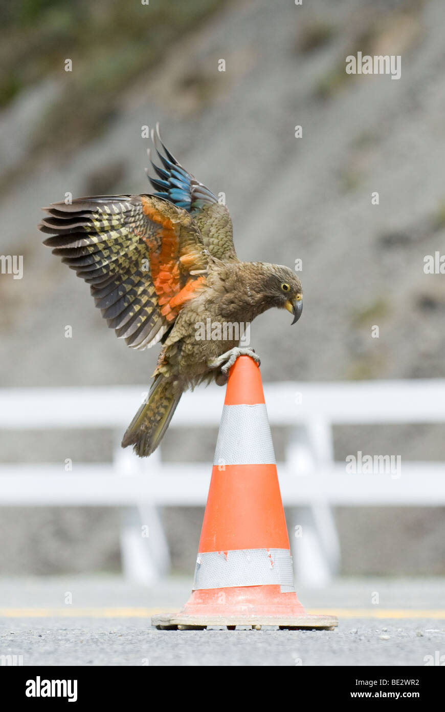 Kea (Nestor notabilis), i bambini a giocare con un cono stradale. Arthur's Pass, Nuova Zelanda Foto Stock