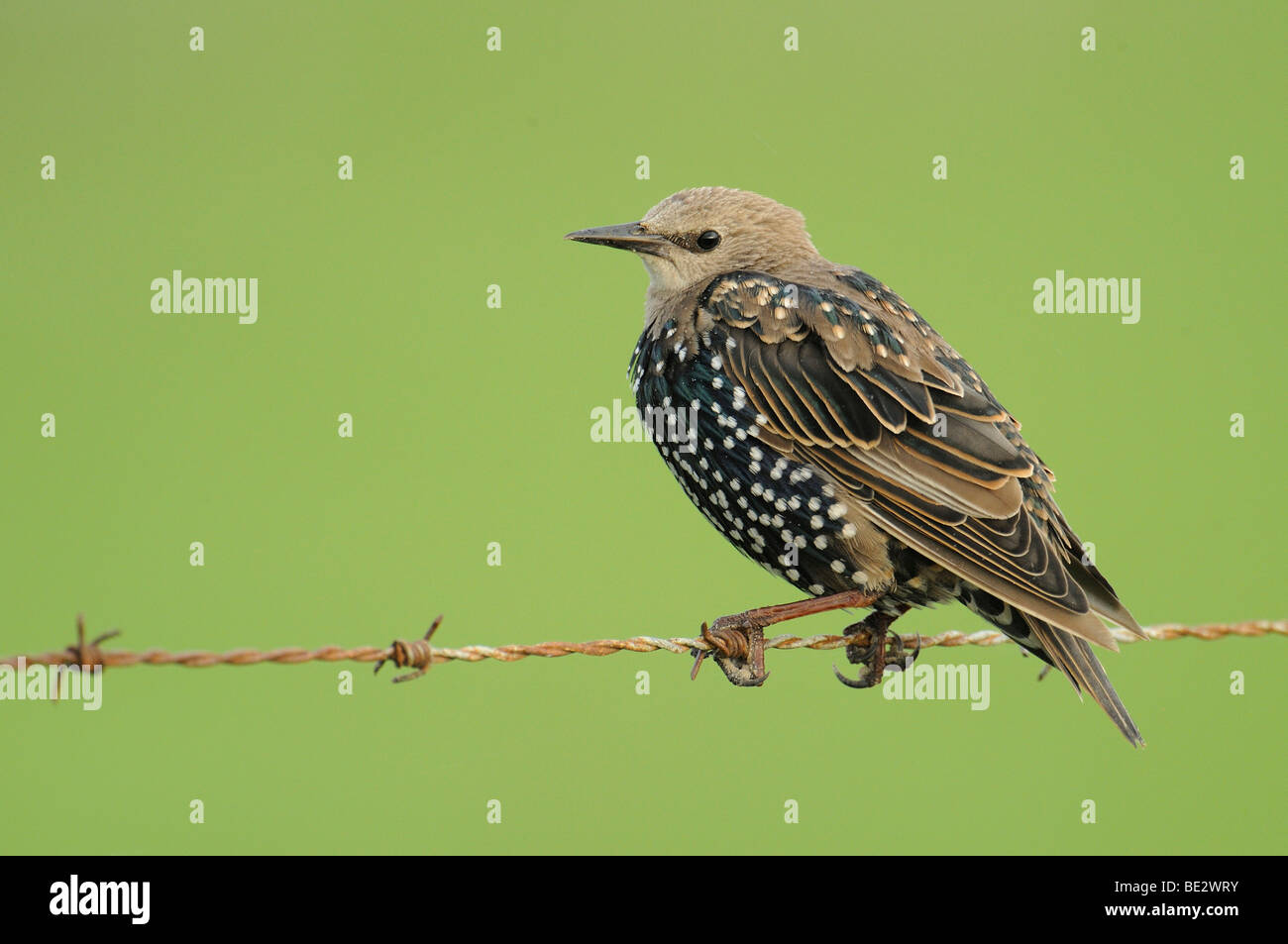 I giovani europei Starling (Sturnus vulgaris) Foto Stock