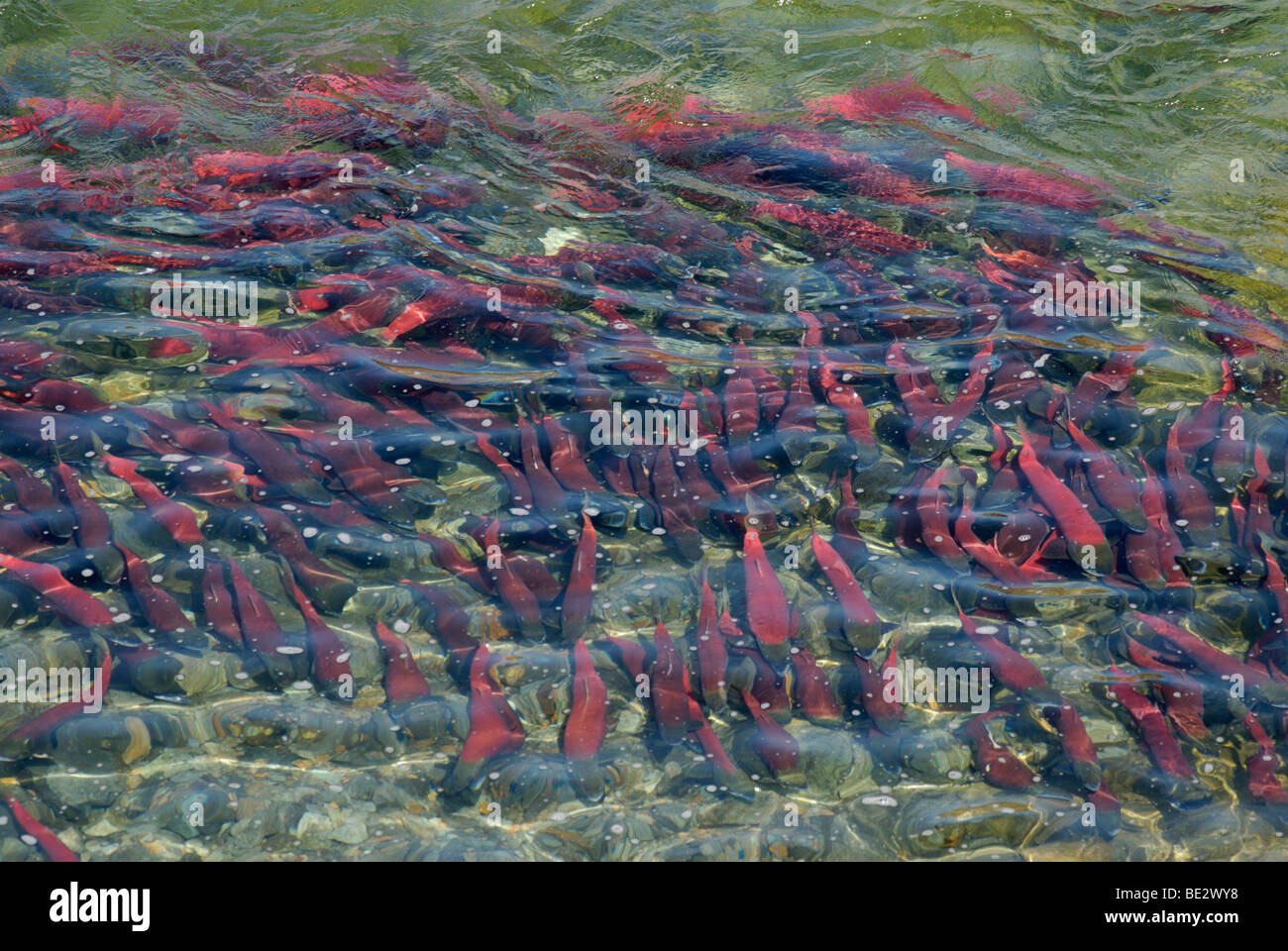 Il Salmone Sockeye, Oncorhynchus nerka, deponendo le uova Alaska Foto Stock