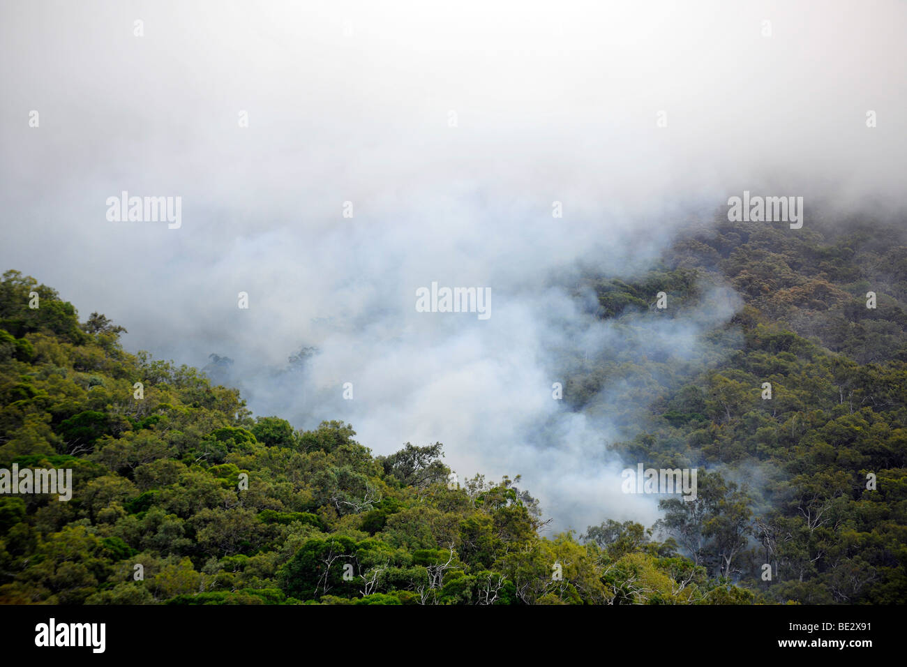 Incendio di foresta, la foresta pluviale tropicale, Parco Nazionale Daintree, Queensland, Australia Foto Stock
