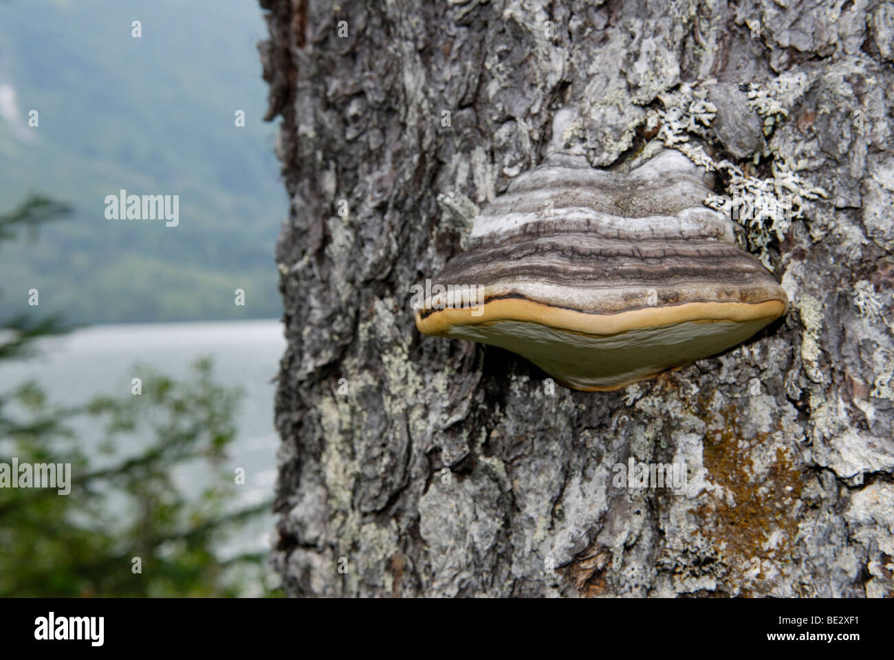Ripiano fungo Ganoderma sp., alimentazione parassiticamente su un albero vivo. Foto Stock