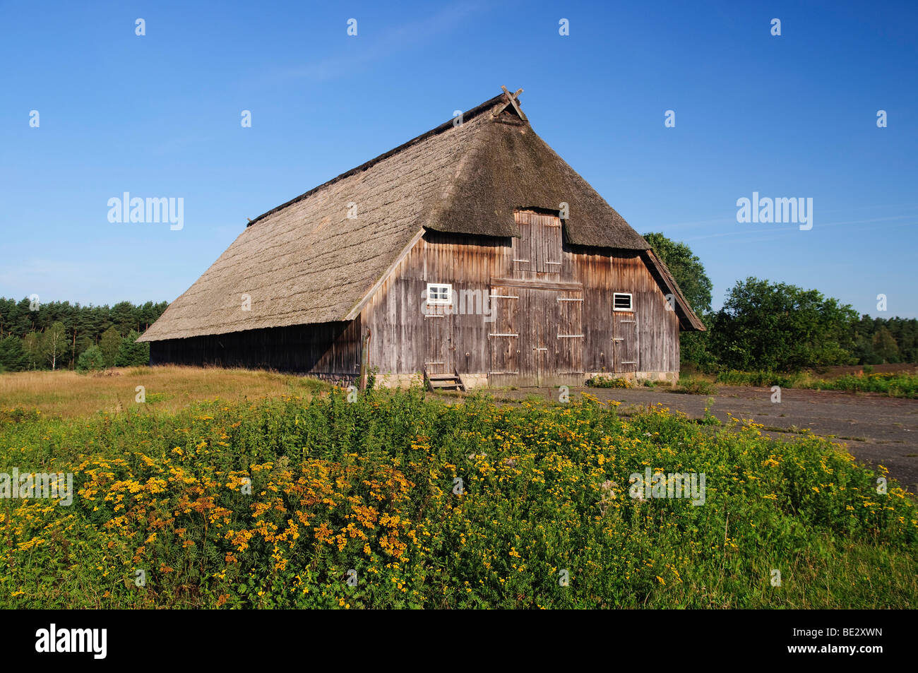 Pecore storico fienile vicino a Wesel in Lueneburg Heath, Lueneburg Heath Nature Park, Bassa Sassonia, Germania, Europa Foto Stock