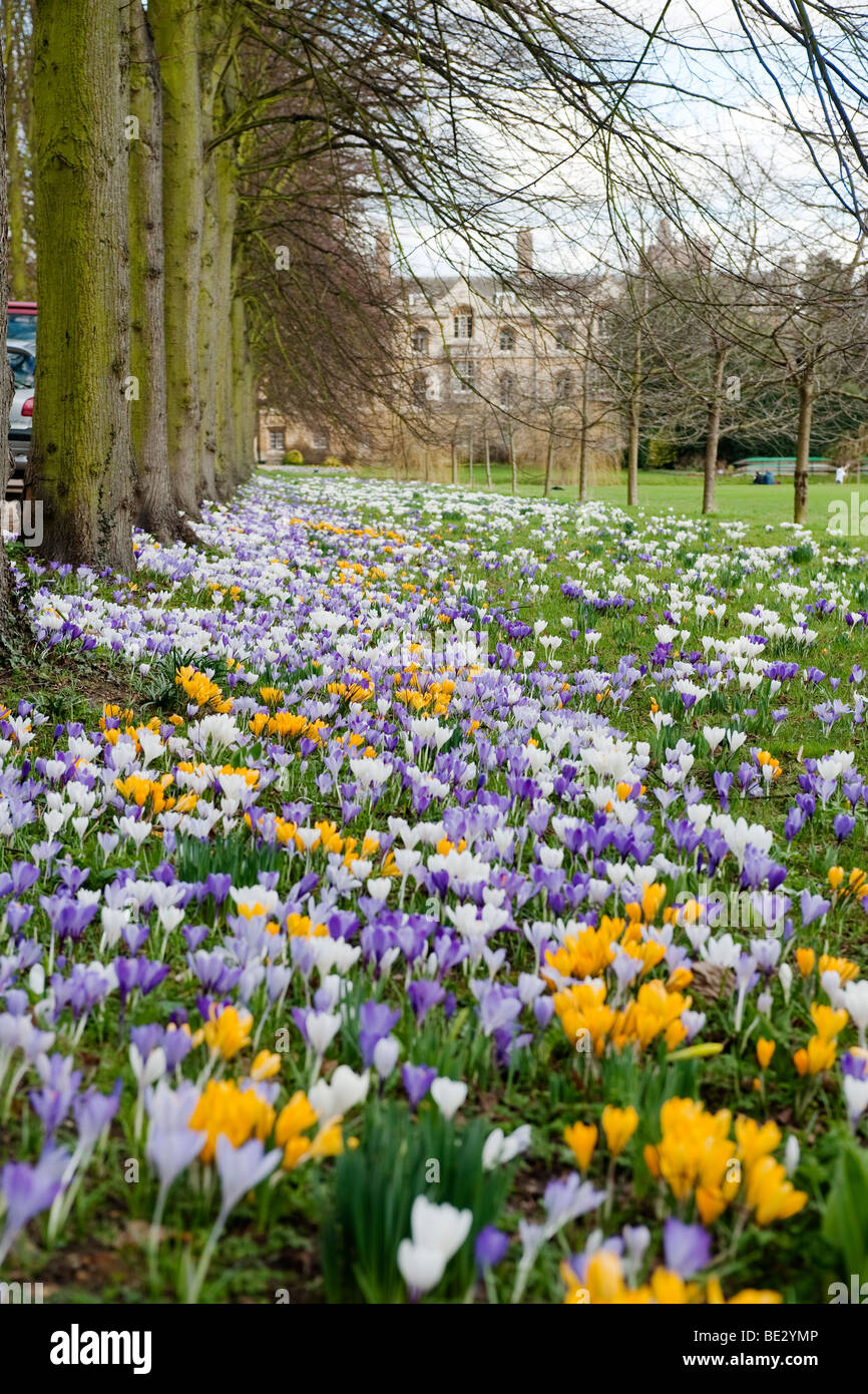 Crochi in primavera, il Trinity College di Cambridge Foto Stock