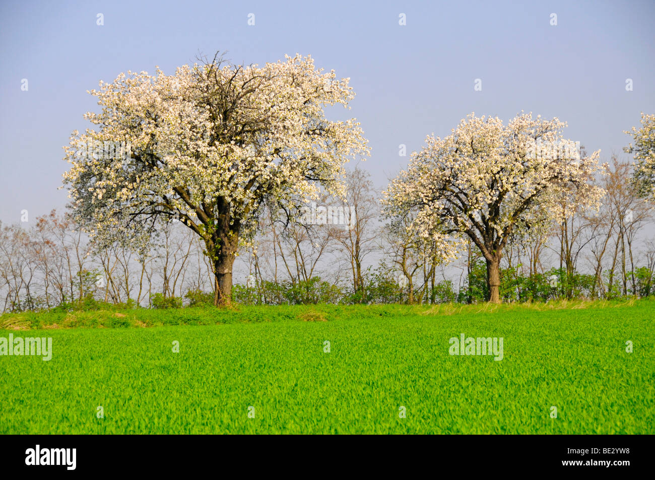 La fioritura dei ciliegi (Prunus avium) sulla lussureggiante verde prato, Weinviertel, vino trimestre, Austria Inferiore, Austria, Europa Foto Stock