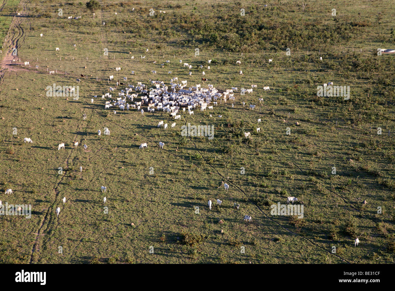 Un lrage parte della Amazone è stata distrutta e trasferite in terreno agricolo. Le principali colture coltivate sono la soia, erba fo Foto Stock