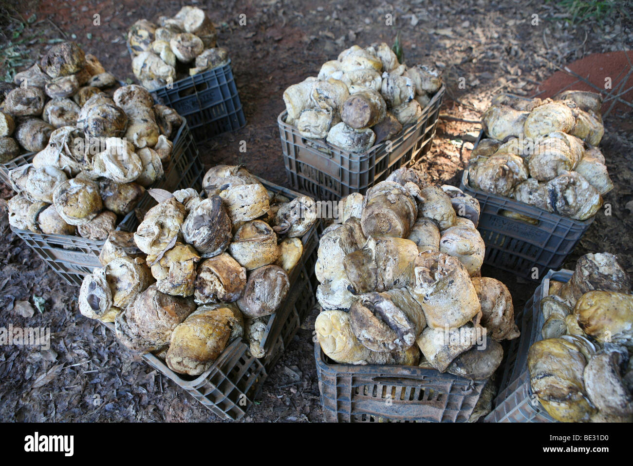 Produzione di gomma in Brasile. Foto Stock