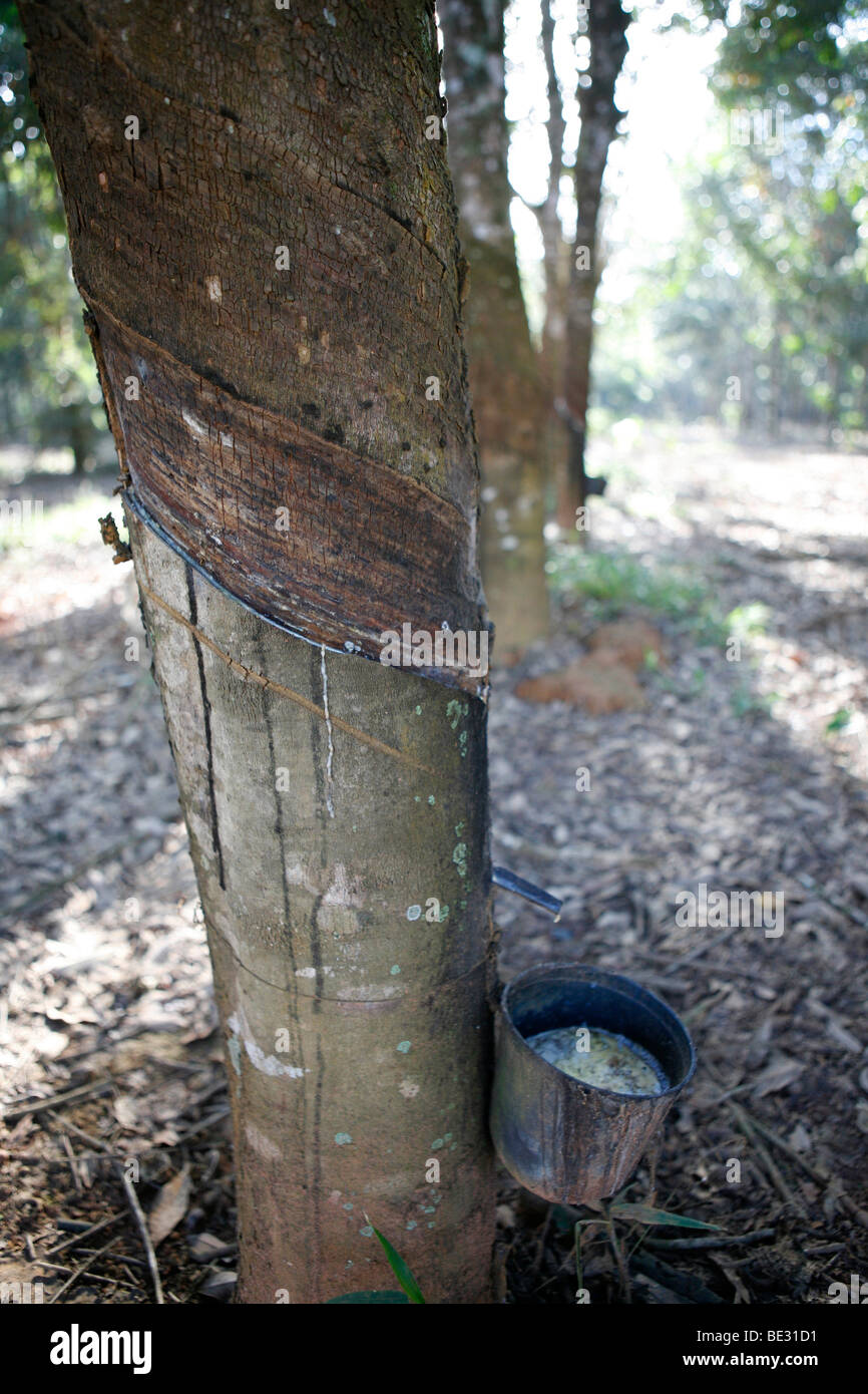 Produzione di gomma in Brasile. Foto Stock