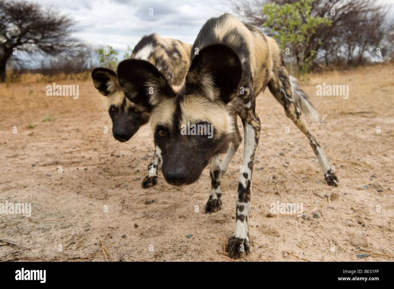Cani selvatici (Lycaon pictus), Central Kalahari Botswana Foto Stock