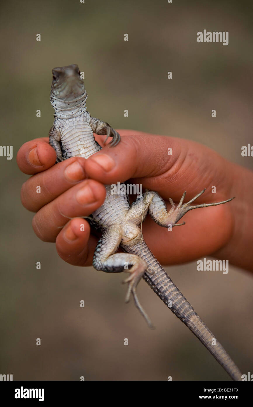 Ritratto di Xingu indiano del Aamzone, Brasile. Xingu indiani amore la caccia nel bosco e sono buoni cacciatori. Si caccia per Foto Stock