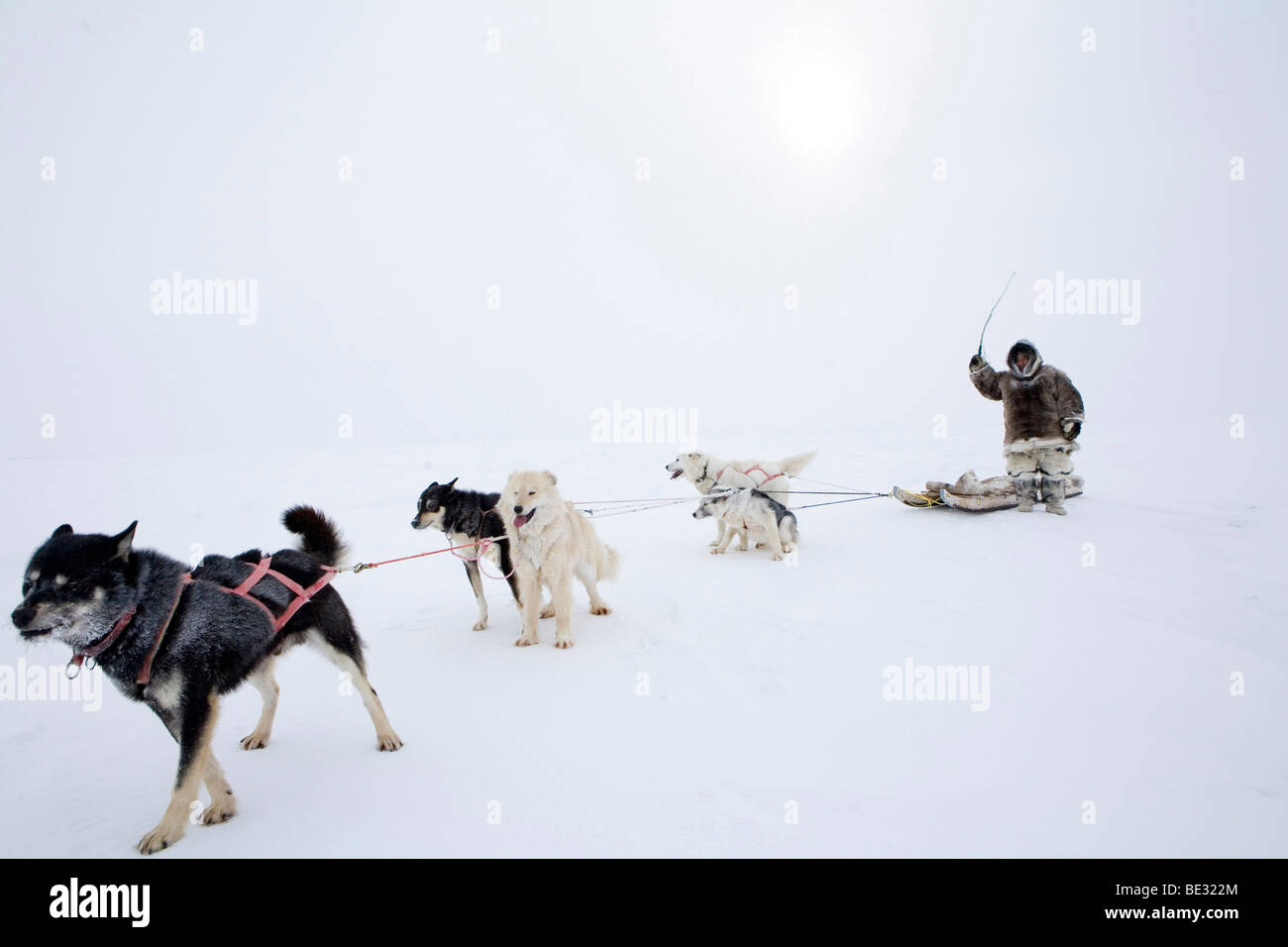 Gojahaven è una città nel nord del Canada dove 1000 IInuits vivono. In viaggio con i cani da slitta è un modo tradizionale di trasporto per TH Foto Stock