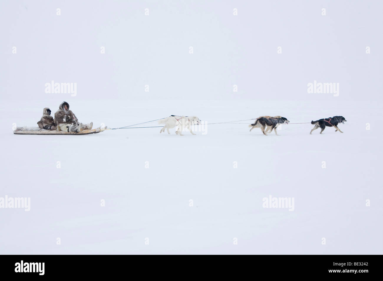 Gojahaven è una città nel nord del Canada dove 1000 IInuits vivono. In viaggio con i cani da slitta è un modo tradizionale di trasporto per TH Foto Stock