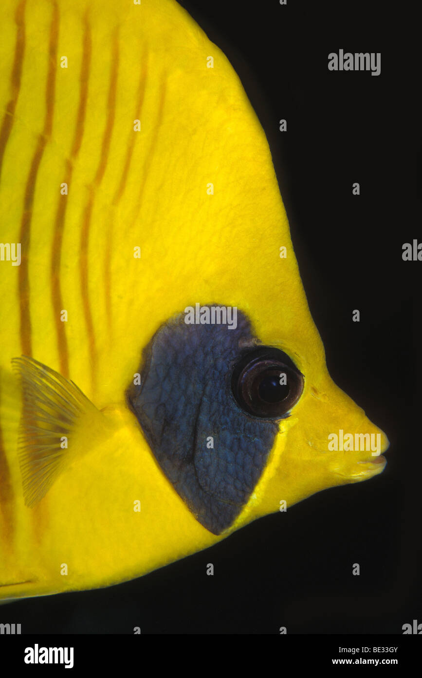 Limone, Butterflyfish Chaetodon semilavatus, Sharm el Sheikh, Sinai, Mar Rosso, Egitto Foto Stock